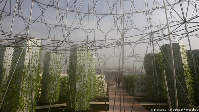 DW eco@africa - hydroponics on a roof garden in China (picture-alliance/dpa/ Photoshot)