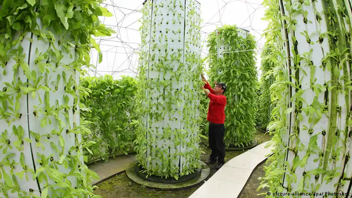 Hydrokultur Urban Gardening Hochbeet Dachgarten Garten in der Stadt China