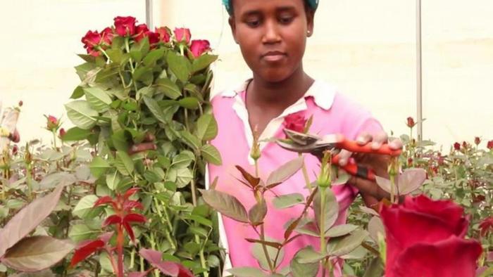 Ethiopia S Flourishing Flower Industry Report Dw 07 08 15