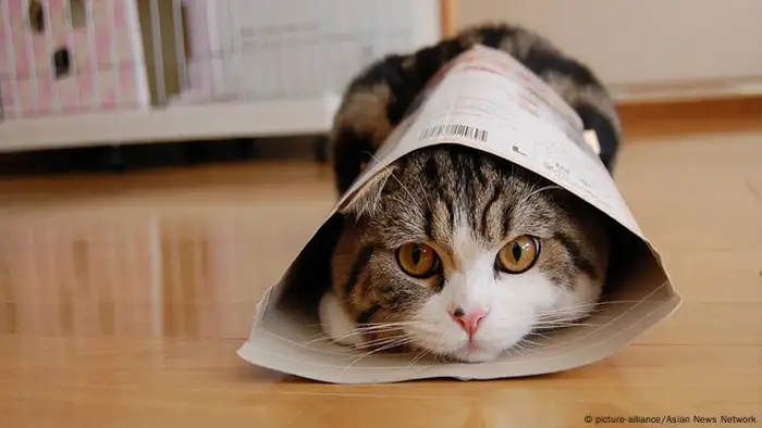 Maru Katze Youtube Star (picture-alliance/Asian News Network)