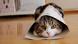 Maru Katze Youtube Star Maru Katze Youtube Star