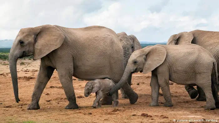 Elephant family