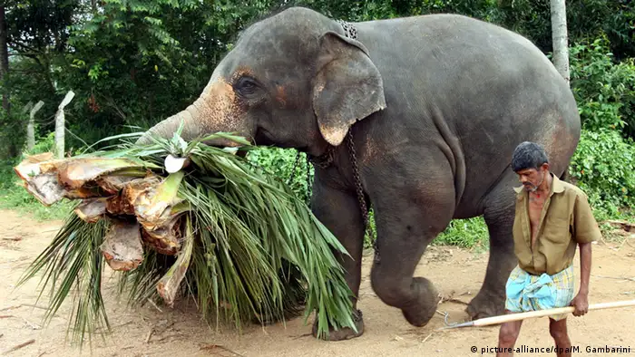 Sri Lanka - asiatischer Arbeitselefant