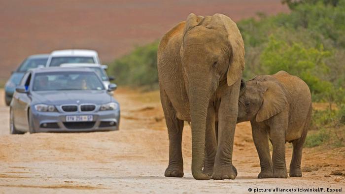 Südafrika Elefant (picture alliance/blickwinkel/P. Espeel)