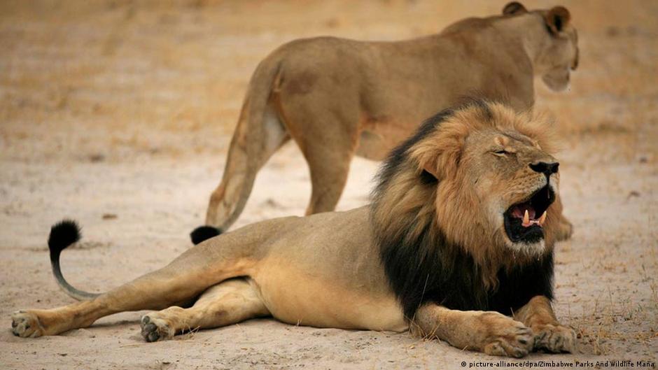 Zimbabue levanta parcialmente prohibición de cazar leones | Ecología | DW |  