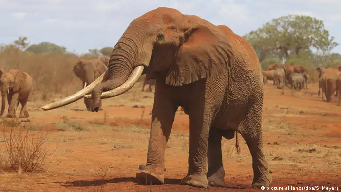 Afrikanischer Elefant lange Stoßzähne