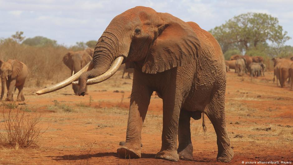 Zombie Gen Lif6 Schutzt Elefanten Vor Krebs Wissen Umwelt Dw 14 08 2018