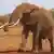 Afrikanischer Elefant lange Stoßzähne