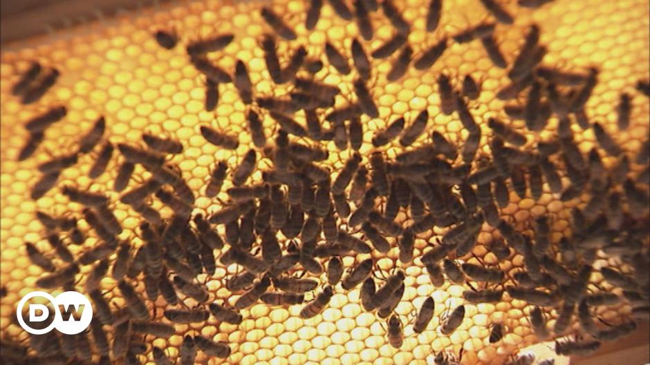 هواء خلية النحل- علاج مبتكر لأمراض الجهاز التنفسي  منوعات  نافذة 
