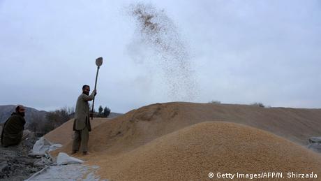 Afghanistan Landwirtschaft Reis Spreu