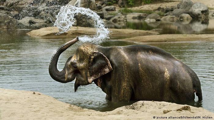 Elephant splashing himself with water (photo: picture alliance/blickwinkel/M. Hicken)