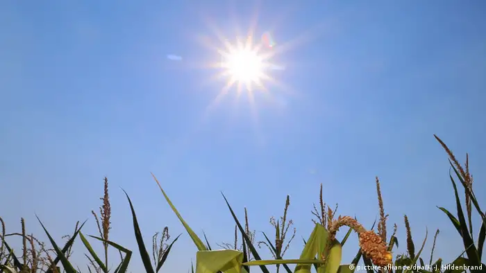 Deutschland Trockenheit Sonne über Maisfeld (Foto: DPA)