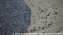 Λος Άντζελες: Με…μπαλάκια κατά της ξηρασίας