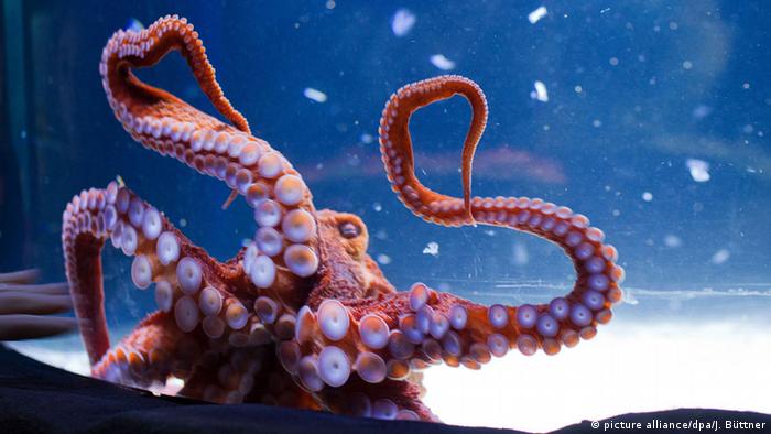 关于血液 你知道多少 科技环境 Dw 14 06 16