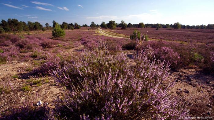 Luneburg Heath