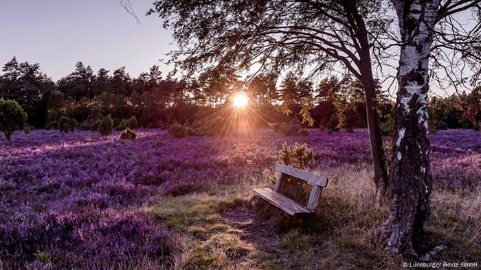 Luneburger Heide Bluht Wieder Dw Reise Dw 14 08 2015