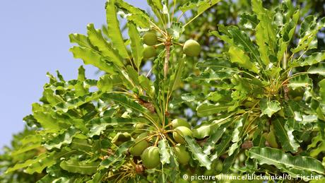 Karitebaum Afrikanischer Butterbaum