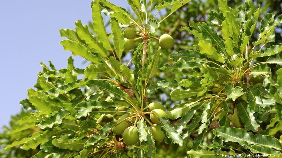 Phytomining raw materials from plants DW 09/13/2015