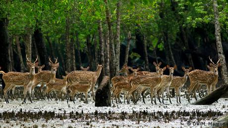 UNESCO Weltkulturerbe Sundarbans