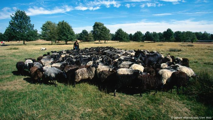 Lüneburg sheep Lüneburg sheep