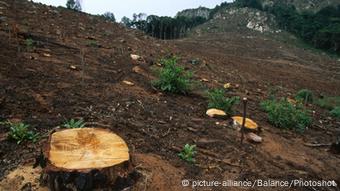 Les forêts reculent actuellement au rythme alarmant de 27 terrains de football chaque minute, selon la présidence britannique de la COP26. Les forêts reculent actuellement au rythme alarmant de 27 terrains de football chaque minute, selon la présidence britannique de la COP26.
