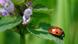 Seven spot ladybug, Coccinella septempunctata Seven spot ladybug, Coccinella septempunctata