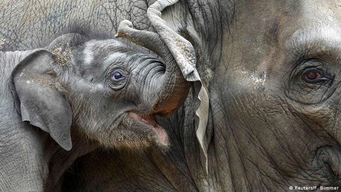 Elefanten-Baby Anjuli im Hagenbeck Zoo in Hamburg
