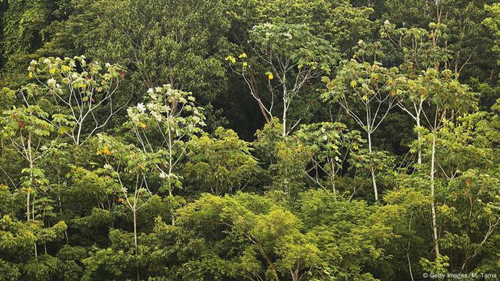 Floresta Amazônica