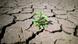 Deutschland Hitze und Dürre (Symbolbild) Deutschland Hitze und Dürre (Symbolbild)
