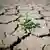 A small plant sprouts in the cracks of dried-up earth