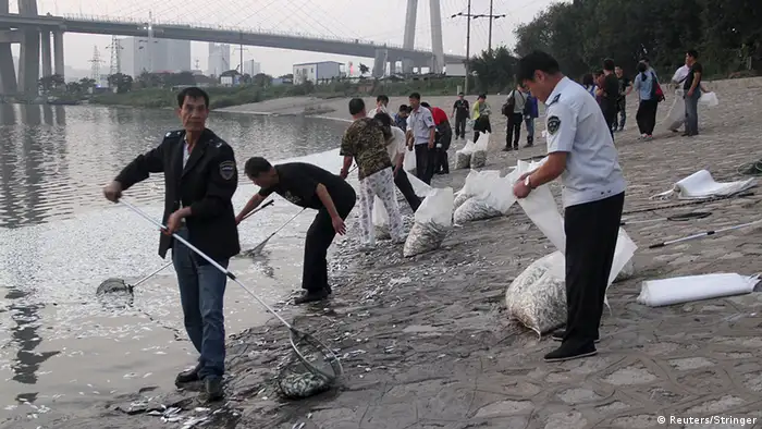 Tianjin Explosion Katastrophe Umweltkatastrophe tote Fische Fischschwarm Haihe Fluss Binhai China