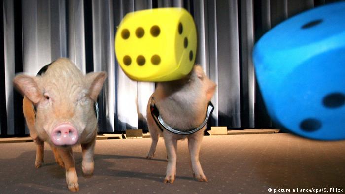 Zwei Schweine auf einer Bühne spielen mit einem großen Würfel
