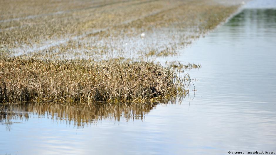 Hohe Preise für Weizen – DW – 24.08.2021