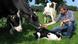German dairy farmer with his cows German dairy farmer with his cows
