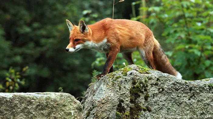 Red fox invasive species