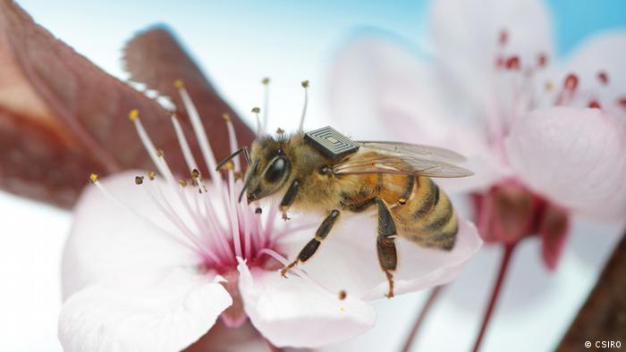 Bienensterben CSIRO Forschungsprojekt mittels Mikrochip