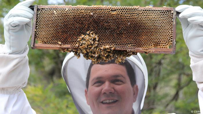 Bienensterben CSIRO Forschungsprojekt mittels Mikrochip
