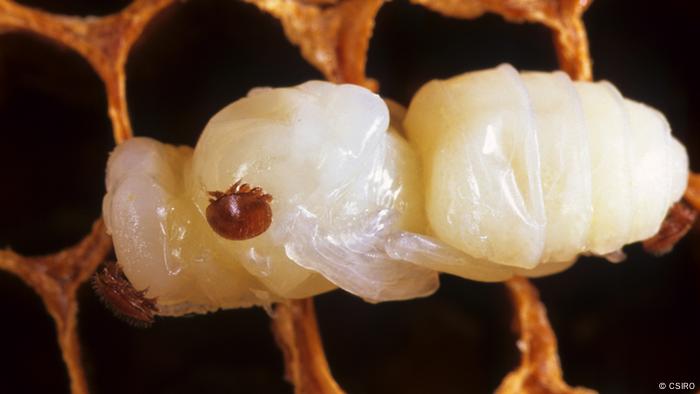 Bienensterben CSIRO Forschungsprojekt mittels Mikrochip