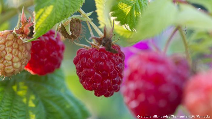 Himbeeren Pflanze (picture alliance/dpa Themendienst/A. Warnecke)