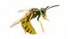 Wespe Wespe