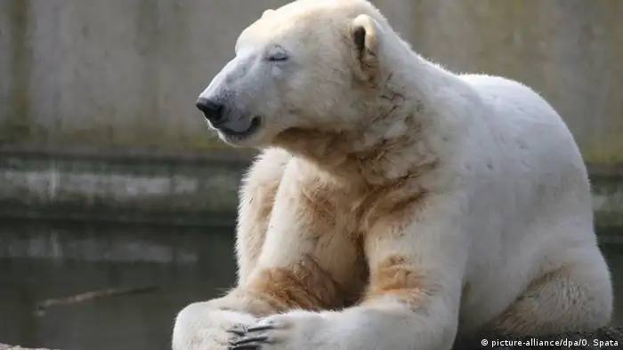 Deutschland Eisbär Knut SPERRFRIST