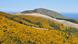 A sweeping hilly landscape covered in yellow plants A sweeping hilly landscape covered in yellow plants