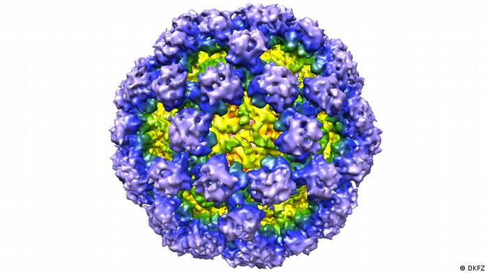 Norovirus (photo: DKFZ)