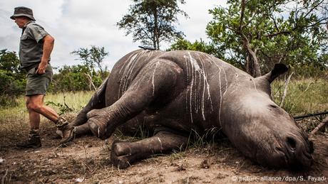 Rhino poaching figures decreased for a sixth straight year in South Africa Rhino poaching figures decreased for a sixth straight year in South Africa