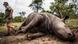 A dead rhino A dead rhino