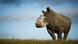 Rhino without a horn Rhino without a horn