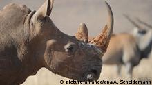 ARCHIV - Ein Nashorn steht am 22.06.2010 in einem Reservat in der Nähe von Johannesburg in Südafrika. Foto: Achim Scheidemann/dpa (zu dpa Konferenz will Wilderei mit Handelsschranken stoppen vom 25.03.2015) +++(c) dpa - Bildfunk+++