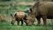 Rhino mother with calf, South Africa. Archive image from 2012. Rhino mother with calf, South Africa. Archive image from 2012.