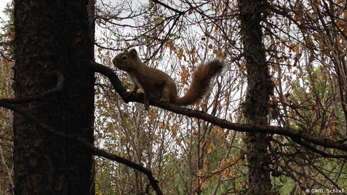Squirrel in tree (Photo: Gero Schliess)