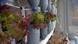 Plants grow in plastic bottles Plants grow in plastic bottles